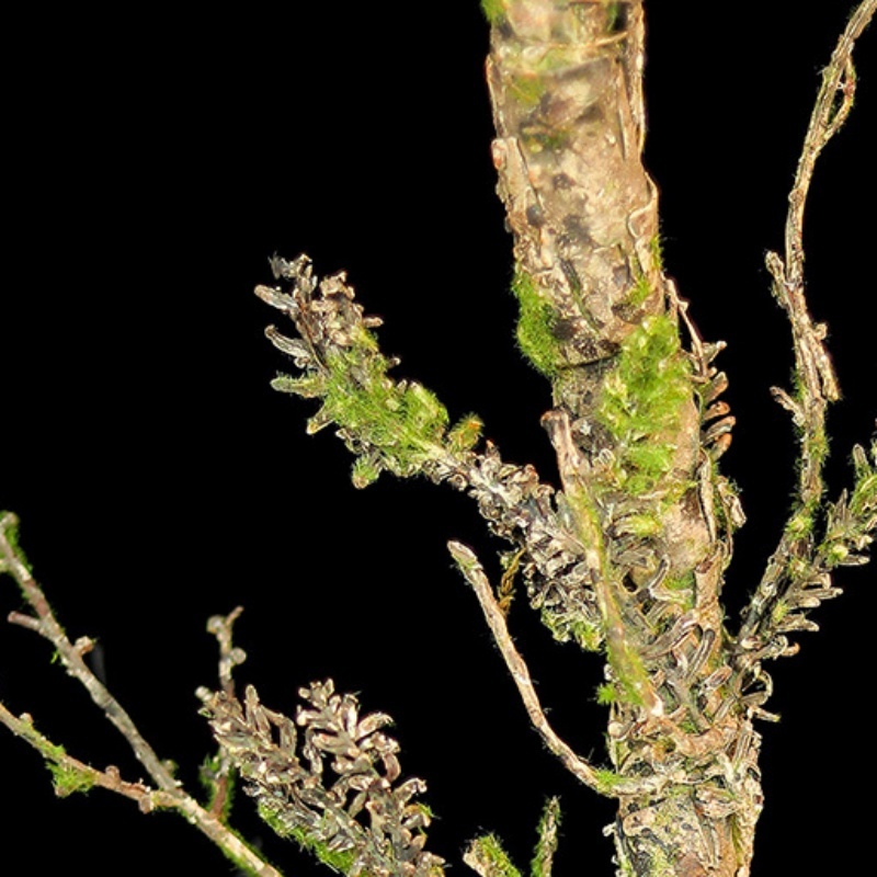 Neue verwelkte Ranken, künstli – Christmas Tree Artificial Bewertung und Preis